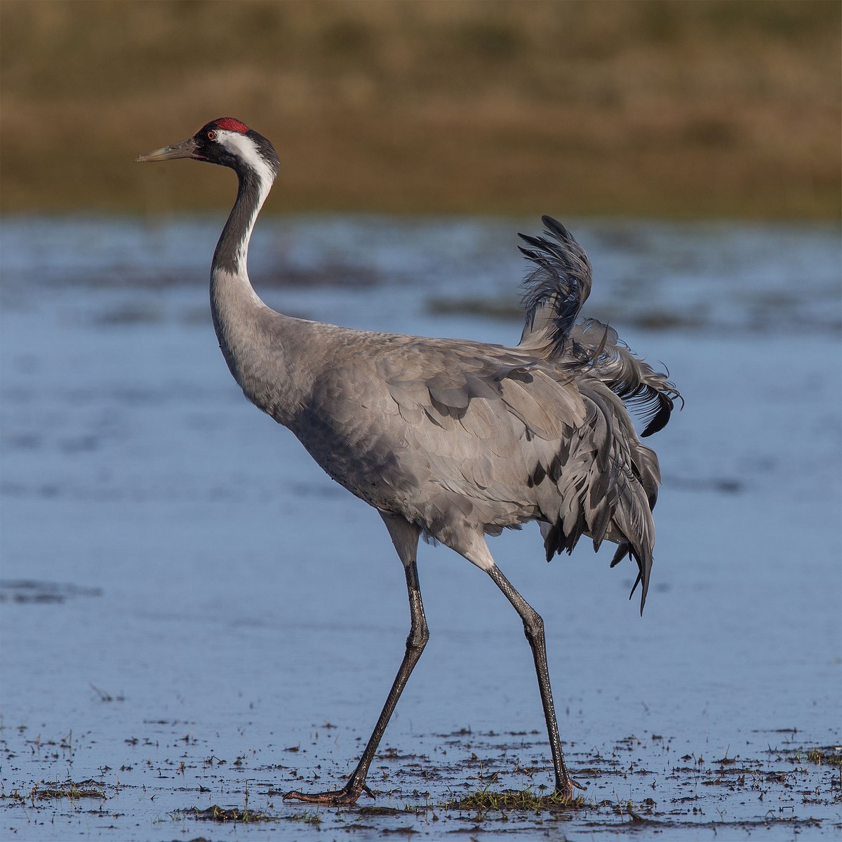 Grulla Común - Escucha la voz del pájaro